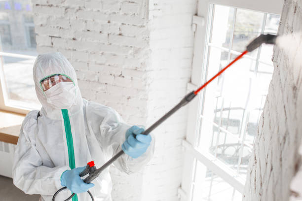 Best Attic Mold Removal  in Mino Tassajara, CA