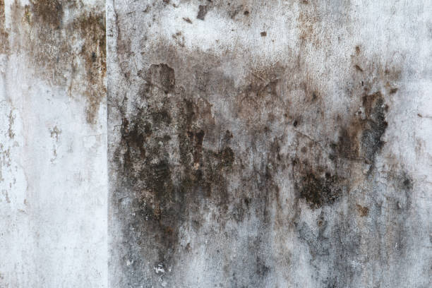  Mino Tassajara, CA Mold Removal Pros