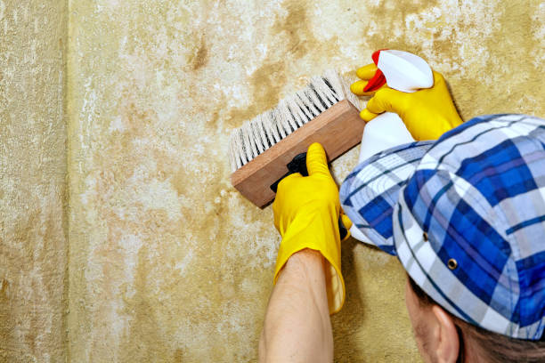 Best Mold Removal for HVAC Installations  in Mino Tassajara, CA