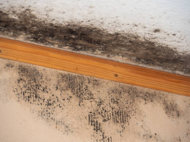 Best Forensic Mold Investigation  in Mino Tassajara, CA