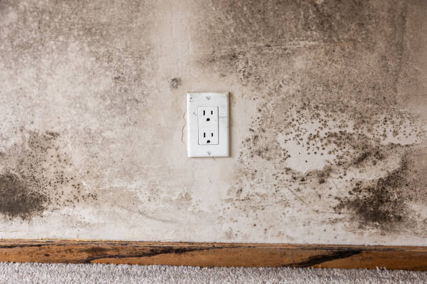 Camino Tassajara, CA Mold Removal Company