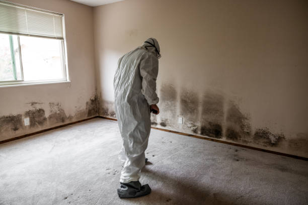 Best Mold Odor Removal Services  in Mino Tassajara, CA