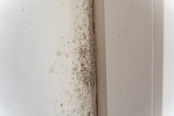 Best Emergency Mold Remediation  in Mino Tassajara, CA