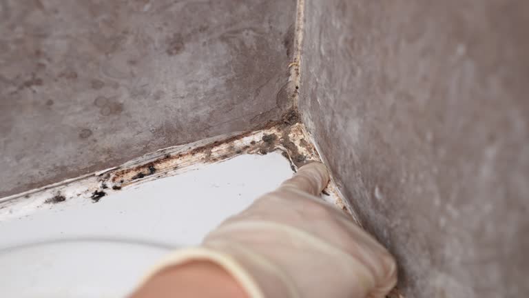 Mold Removal for HVAC Installations in Camino Tassajara, CA